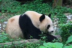601-Guilin,panda,15 luglio 2014